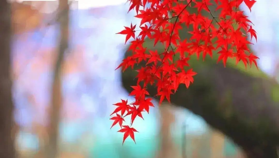 集合的无意识_物是感觉的集合_集合物和合成物