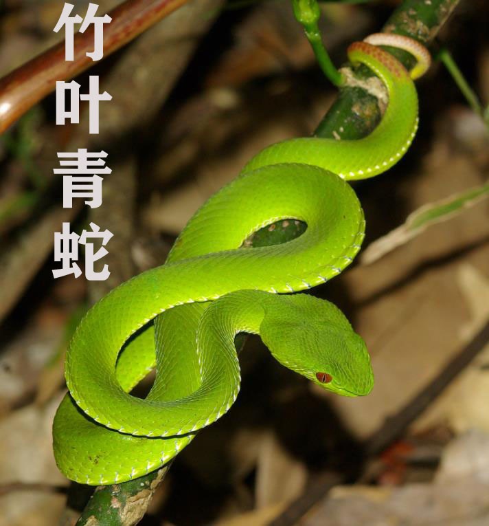 什么叫点子图表示_一年级的点子图是什么?_点子图怎么表示4×3
