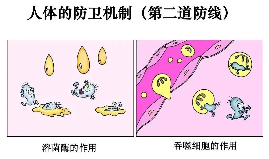 免疫力没有是什么病_免疫力没有了的症状_你对我没有免疫力的意思