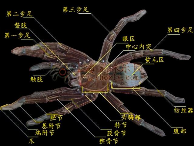 中国没有毒的蜘蛛_中国蜘蛛有没有毒_中国蜘蛛有毒吗