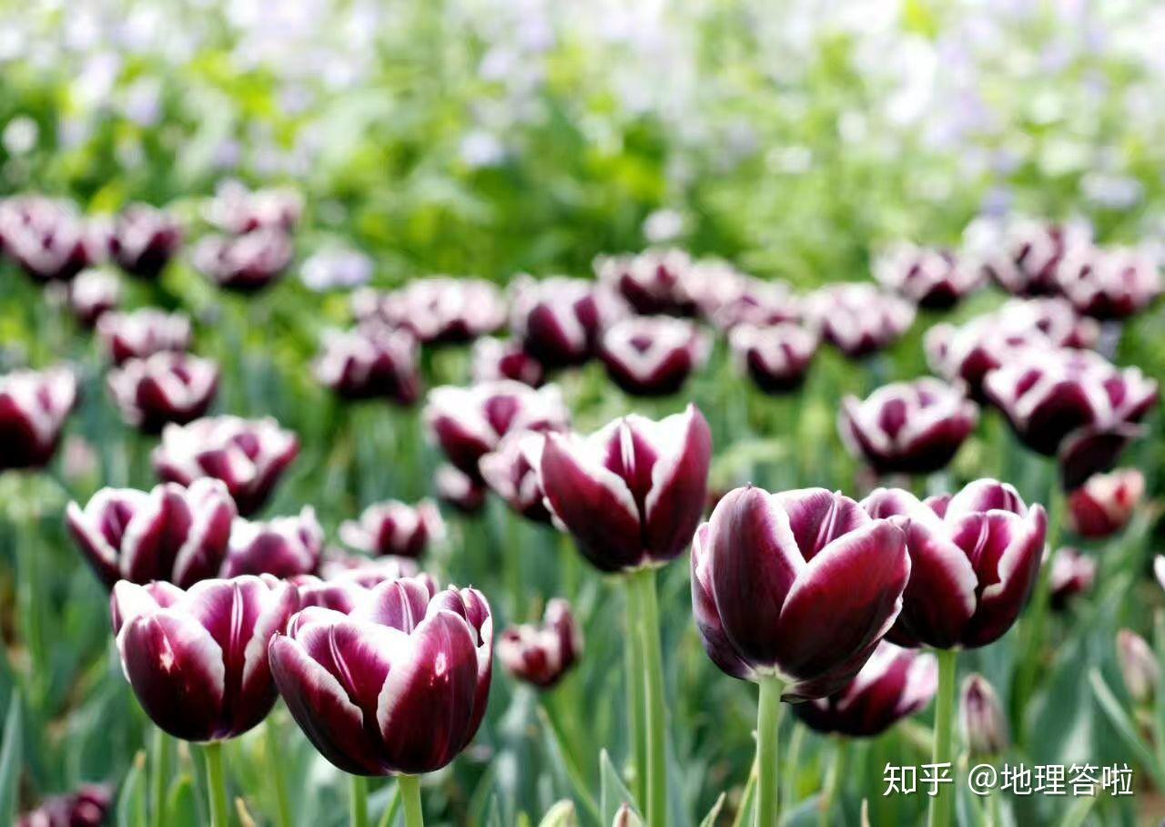 土豆侠之筷子英雄_土豆侠3_土豆侠出征3动漫