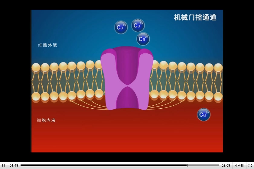 离子通道的状态包括_离子通道允许几种离子通过_离子通道有几种状态