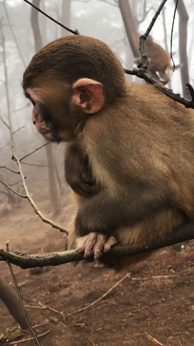 逗小猴子笑西部2_猴子笑原版视频_逗小猴子开心西部历险2攻略