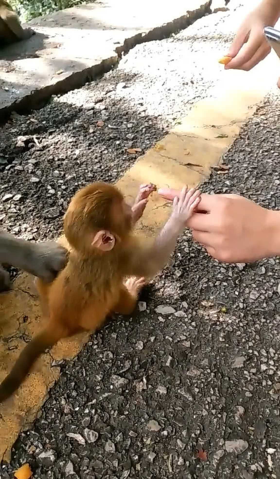 逗小猴子笑西部2_猴子笑原版视频_逗小猴子开心西部历险2攻略