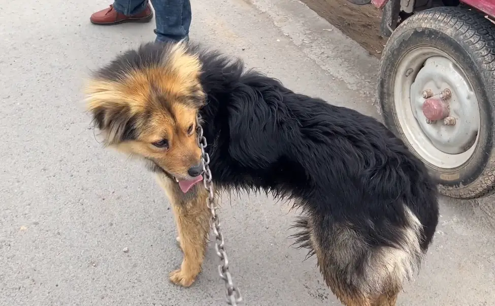 憋死牛是什么牌型_憋死牛是什么_憋死牛是成语吗