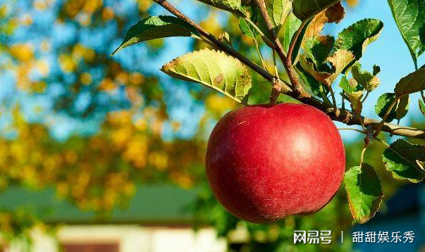 下大雨给果树施肥好吗-下雨天施肥，让果园成为小型热带雨林，果农的奇妙体验